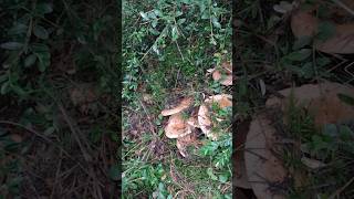 Trillones de robellonesyoutubeshorts mushroom lactarius funghi robellones nature pinetells [upl. by Ahteral]