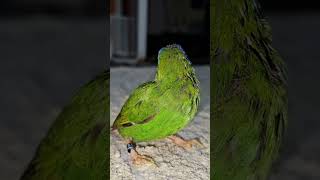 Blue Faced Parrot FinchBird Hen On A Carpet Floor [upl. by Antonella148]