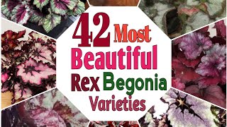 42 Most Beautiful Rex Begonia Varieties  Begonia Houseplants [upl. by Hgielak294]