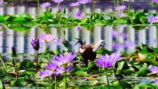 Pheasanttailed jacana chocolate brown color unique masterpiece blends with pure natural landscape [upl. by Cattima]