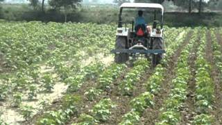 Weeding through Tractor Mounted Cultivator [upl. by Etan]