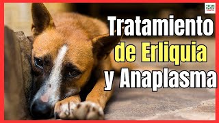 TRATAMIENTO DE EHRLICHIA Y ANAPLASMA EN PERROS LA ENFERMEDAD DE LA GARRAPATA [upl. by Denton32]