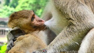 Adorable Baby Monkey falling sleepy and drink milk so fast while mother MONKEY Jenifer65 [upl. by Brinna424]