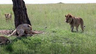 Young lions try to hook up with lionesses that were sleeping gone badly shorter version [upl. by Einalem]