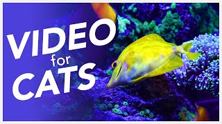 📺 TV FOR CATS 😸  20 Hour Underwater Fish Video for Cats [upl. by Tega727]