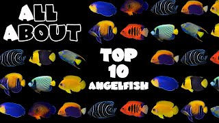 Top 10 Angelfish For A Saltwater Tank [upl. by Leinoto]