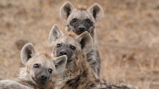 How does a laughing hyena sound Real laughing hyenas beg for lunch [upl. by Thekla]