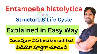 Entamoeba histolytica Structure and Life cycle [upl. by Edny406]