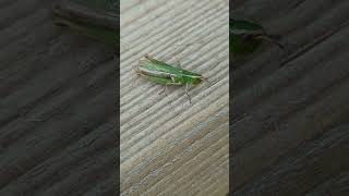 A Lesser Marsh Grasshopper thinking about escaping [upl. by Bushweller831]