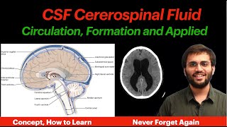 CSF Circulation  Physiology  Formation Properties Hydrocephalus CNS Physiology  Neuroanatomy [upl. by Enrahs591]