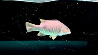 Freshwater SnapperSpottail Bass Feeding [upl. by Juta]