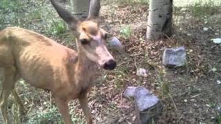 Wild mule deer licks my hand [upl. by Essirehs]