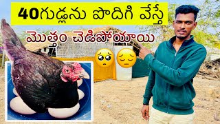 Village Style aseel 40 eggs 🪺 Hatching Venkat Laxmi vlogs [upl. by Nosreve]