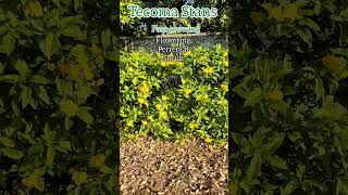 🏵🌿🏵 Yellow bellsTecoma stans Plant Care Tips aadishkiduniya shorts Tecoma yellowelder [upl. by Gautier]