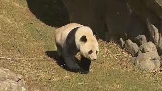 Thousands Attend Panda Cubs Farewell From The Smithsonian National Zoo [upl. by Feeney]