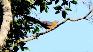 RedBilled Malkoha [upl. by Innavoj716]