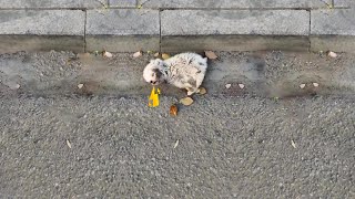 An abandoned puppy heartbroken and crying out in pain after being kicked by sanitation workers [upl. by Parrisch]