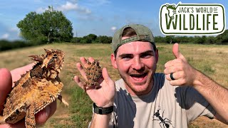 TEXAS HORNED LIZARD IN the WILD [upl. by Enajiram]