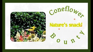 Coneflower Bounty Nature’s snack nature flowers birds youtube backyardbirding southcarolina [upl. by Pickens]