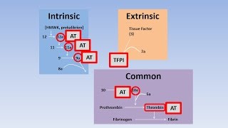 Fibrinolysis Thrombolysis and Anticoagulation [upl. by Evanthe]