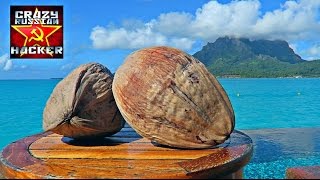 How to Husk and Open Coconut without Tools [upl. by Pacificia]