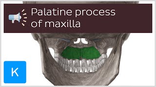 Palatine process of maxilla  Anatomical Terms Pronunciation by Kenhub [upl. by Fraase835]