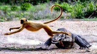 This Is Why Theyre Called Monkey KILLERS [upl. by Sabir424]