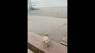 Mellie the Chihuahua guarding the coast of Carboneras Almería Spain 🏴‍☠️ [upl. by Ycrad]