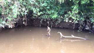 Green Basilisk Lizard walks on water [upl. by Hamehseer]