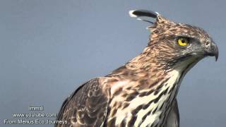 Nature Trees And Birds  Crested Hawkeagle Or Changeable HawkEagle [upl. by Nennek889]