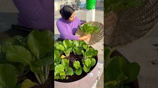 Today’s harvest part1 harvest gardening youtubeshorts [upl. by Converse]