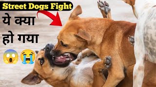 Robert Vs Pitbull  Pitbull Vs Dogo Argentino  Rottweiler Fighting  German Shepherd Fighting Video [upl. by Silda]