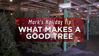 All of Marks Christmas Tree Tips [upl. by Akemed522]