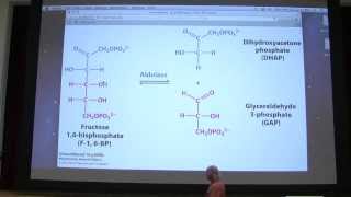 21 Kevin Aherns Biochemistry  Glycolysis I [upl. by Radman]