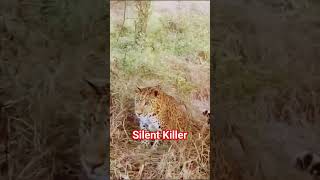 Silent Killerleopardsafarirajgirwildlife [upl. by Oiretule]