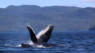 Humpback whale singing in the Great Bear Sea [upl. by Nicolis]