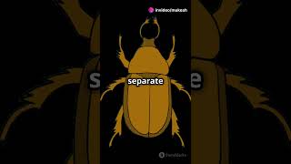 The Bombardier Beetle Nature’s Fire Breathing insect facts animals carnivorous insects insect [upl. by Seagraves]