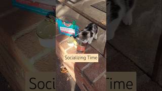 Socializing Time kitten youtubeshorts shorts [upl. by Gottuard]