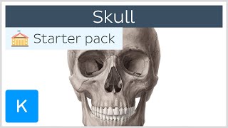 Bones of the Skull Neurocranium and Viscerocranium  Human Anatomy  Kenhub [upl. by Hanson370]