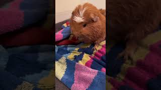 Cute Guinea pigs swimming shorts pets [upl. by Nnyla]