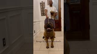 Best Boerboel Content on YouTube Subscribe to Keep updated on the Worlds Premier boerboel Kennel [upl. by Farhsa]