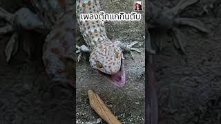 shorts เพลงตุ๊กแกกินตับ ตุ๊กแก เพลงตุ๊กแก gecko geckos geckosound [upl. by Loralie]