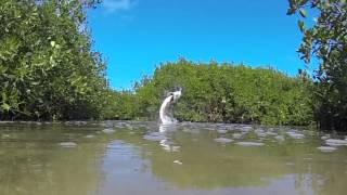 Fly Fishing for Tarpon Holbox Mexico with The Sandflea [upl. by Lynne]