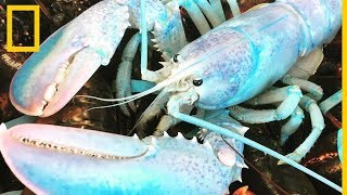 Conoce a Lucky la langosta de un raro color azul  National Geographic en Español [upl. by Aeduj106]