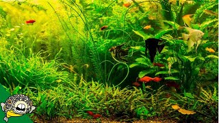 Community Aquariums Lots of ideas in this Live Stream [upl. by Zerep]