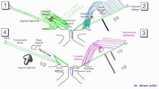 Anatomy of the inguinal region simplified [upl. by Lawton]