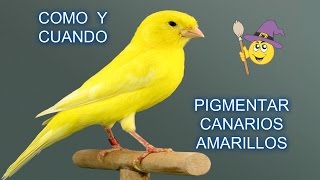 Como y cuando pigmentar canarios amarillos [upl. by Karry]