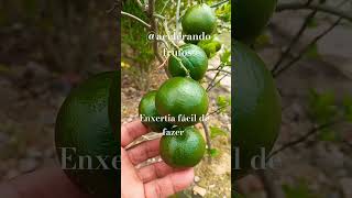 Enxertia de laranja os cítricos são fácil e simples de fazer assim acelera o frutosnatureza 🇧🇷 [upl. by Ateekram]