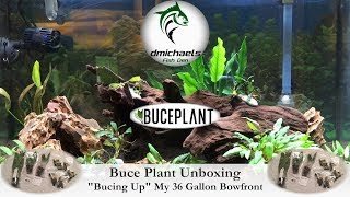 Buceplant Unboxing And Review  quotBucing Upquot My 36 Gallon Bowfront Tank [upl. by Nojram]