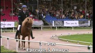 Compétition quot5 Alluresquot  Equitation Islandaise [upl. by Spiro]